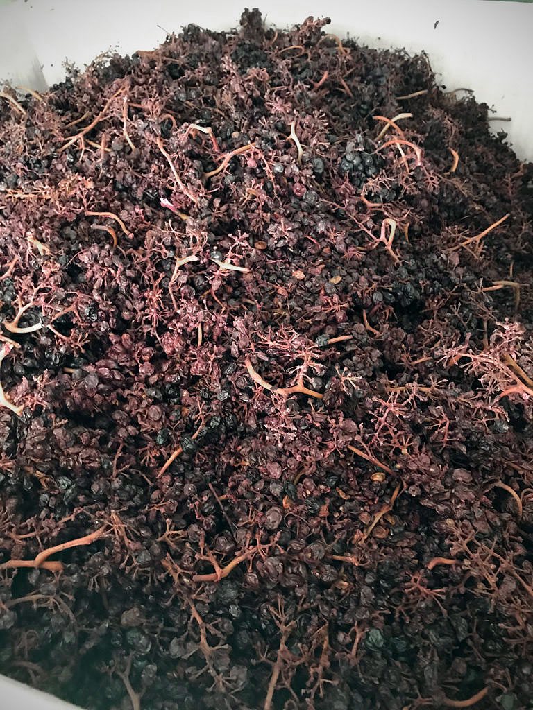 Close-up of dark red grape stems and small berries, likely from winemaking