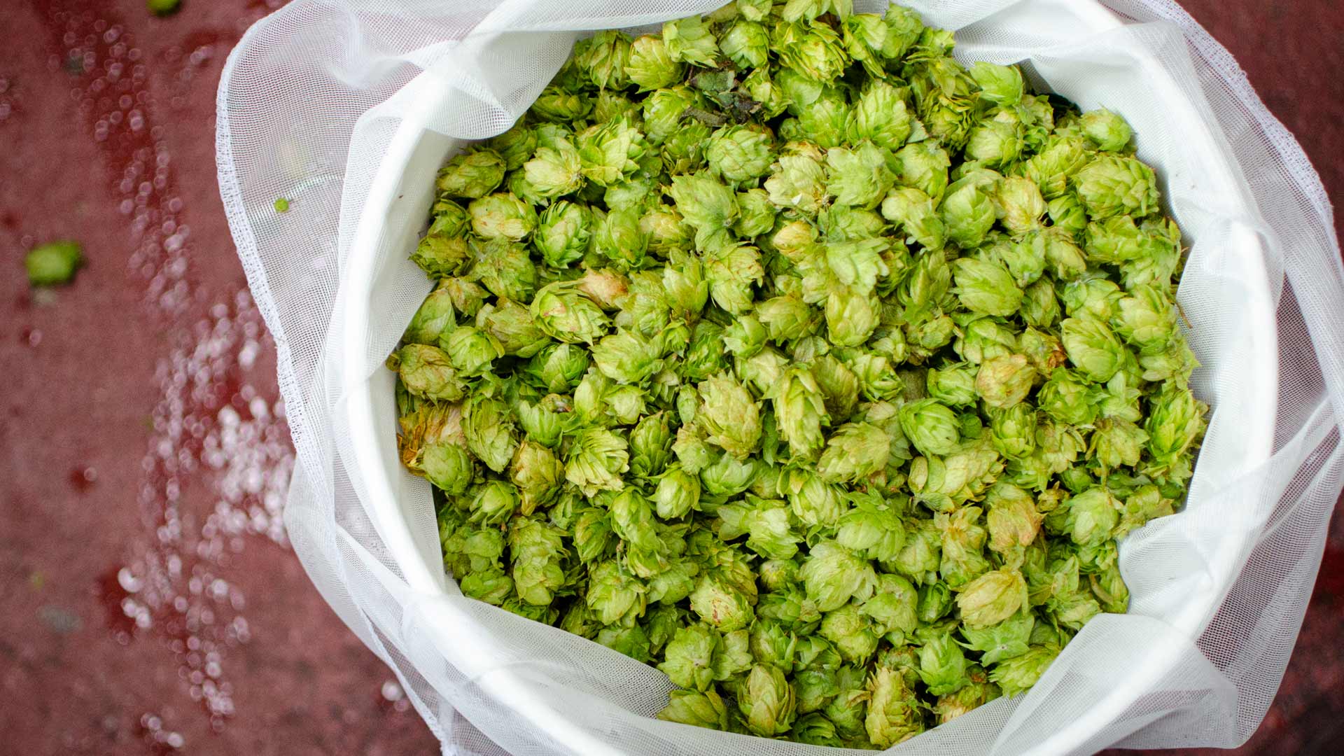 A bucket filled with hops freshly picked from the vine