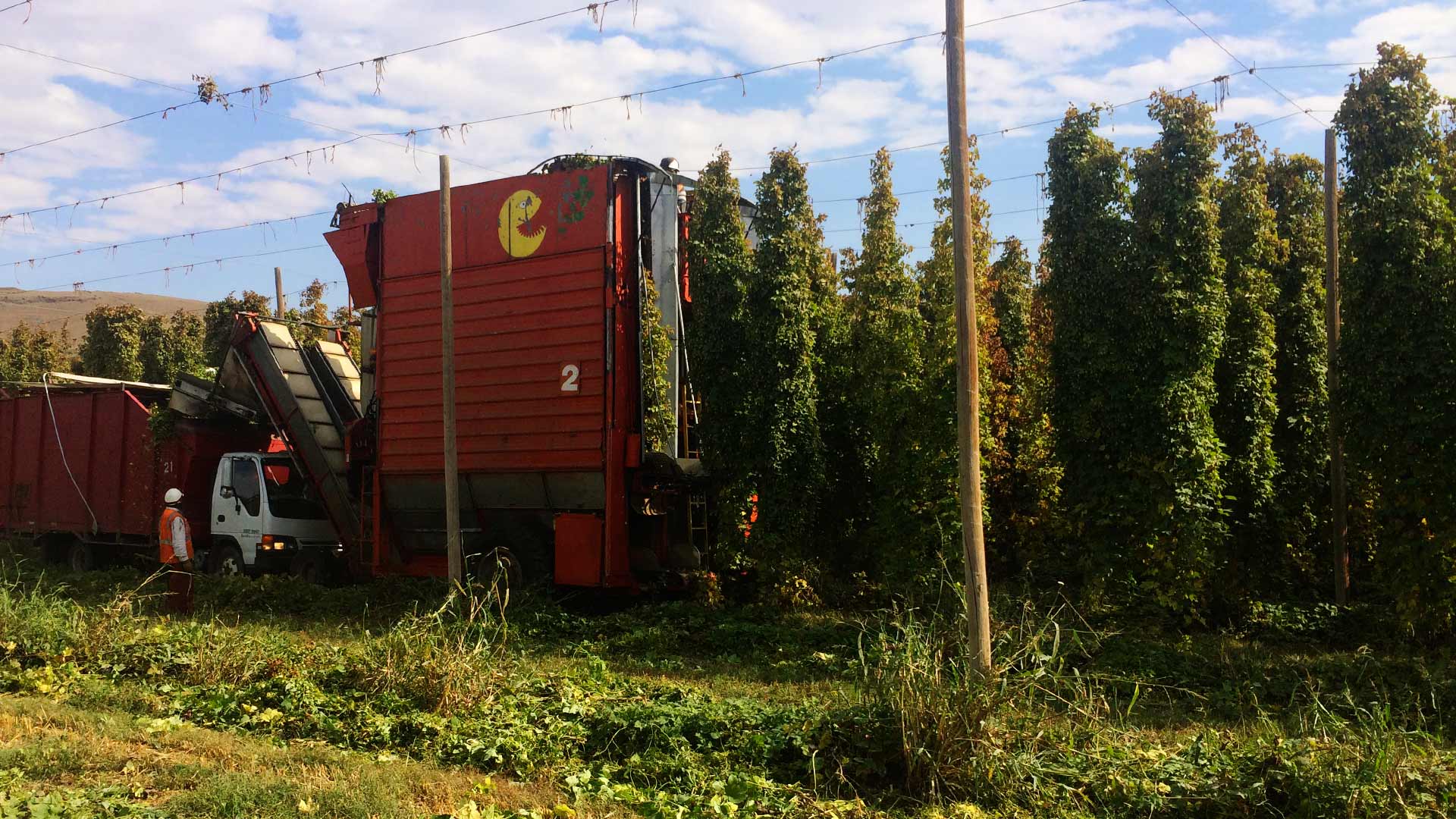 Hops being harvested by a large picking machine in Yakima Valley Washington