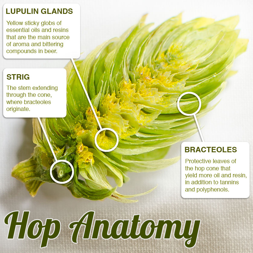 Hop Anatomy