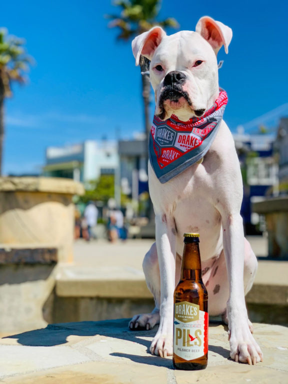 Capt. Jack Barkness, the official Drake's Brewery Session Dog