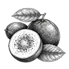 Kiwifruit illustration with whole and halved fruits and leaves